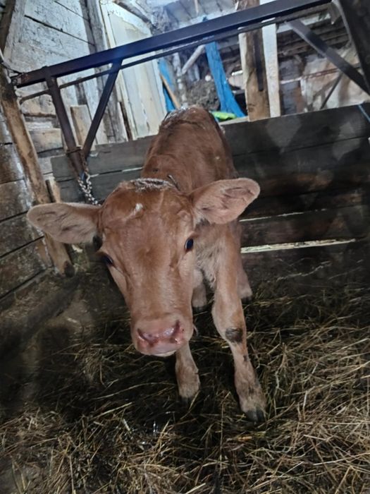 Vând 2 vaci una cu vițel și una gestantă
