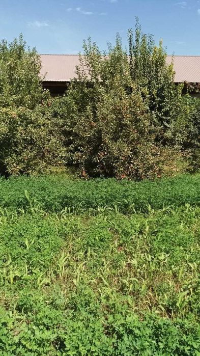 UY sotiladi 10 sotik