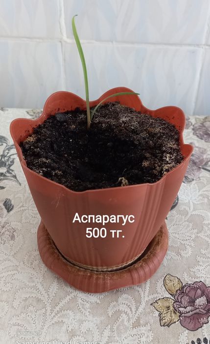 Цветы домашние , комнатные