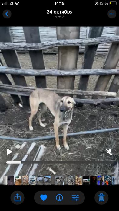 Грейхаунд сатылады