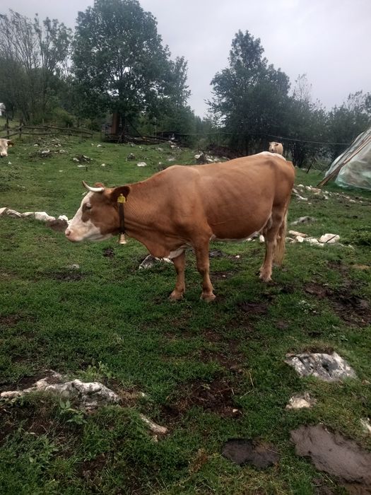 De vânzare două vaci