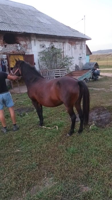 De vănzare două iepe