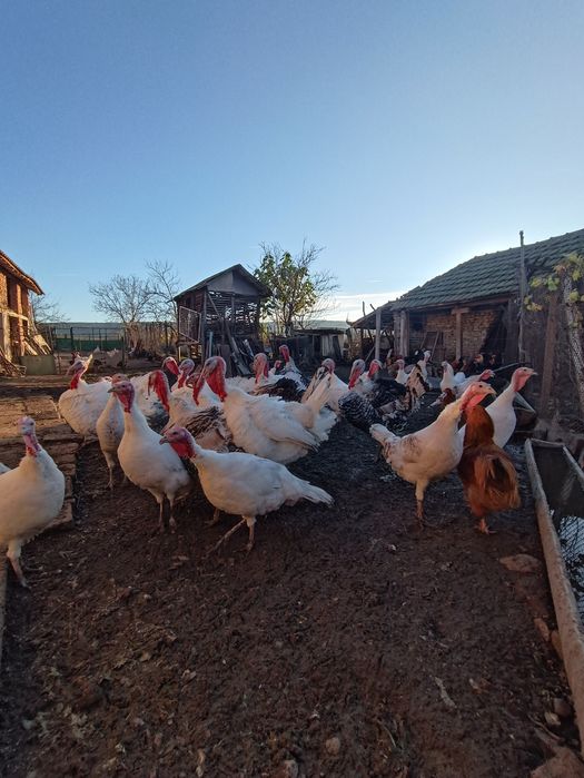 Продавам пуйки в с.Гиген, обл.Плевен.