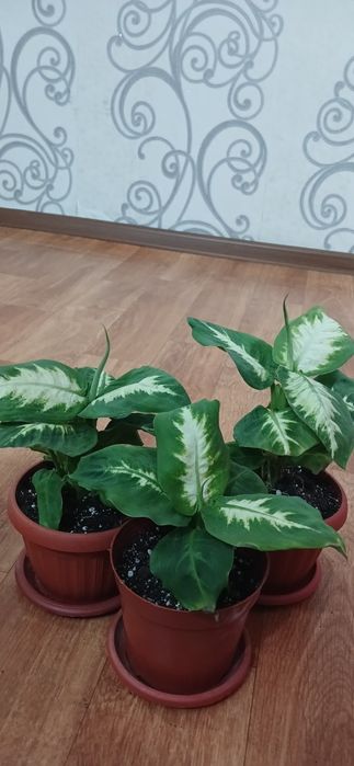 Диффенбахия Камилла