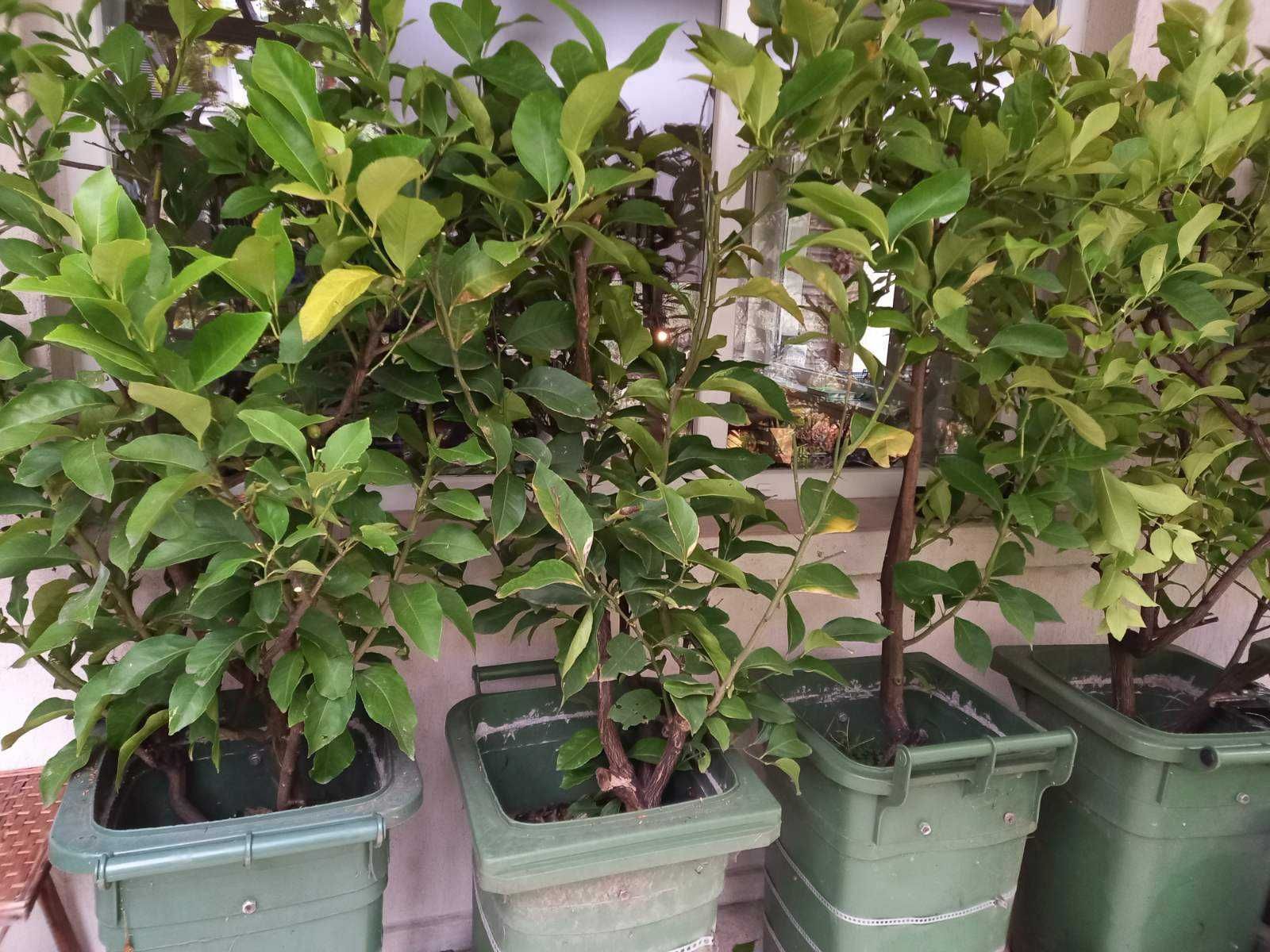 Големи лимонови дръвчета - в мобилни контейнери с колела