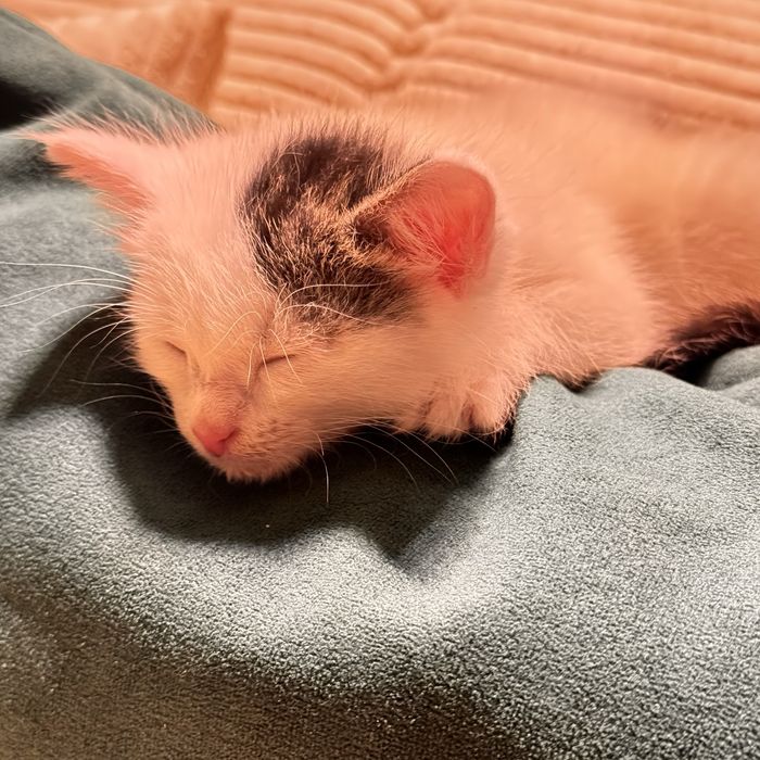 Отдам даром котёнка 2 месяца, мальчик