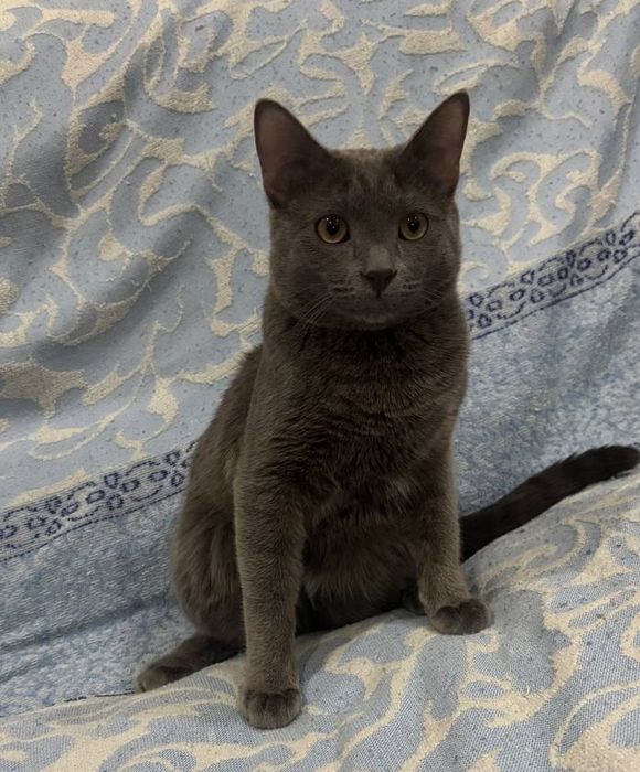 Продаётся кот 6 месяцев