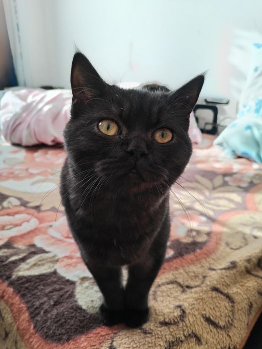 Dau înspre adopție un motan