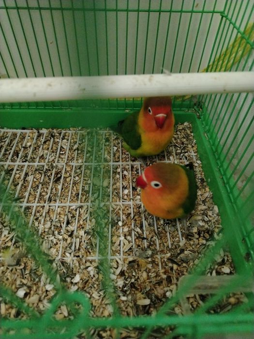 Vând o pereche de papagali agapornisi