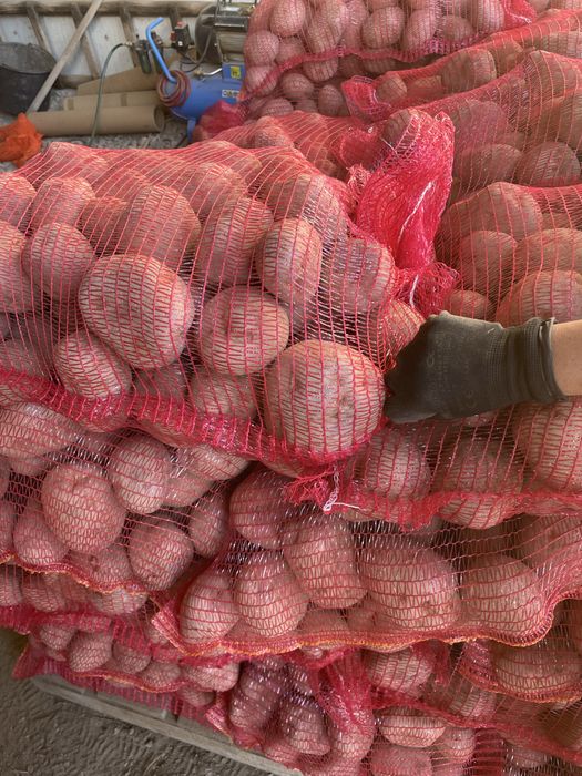 Cartofi pentru TARABA