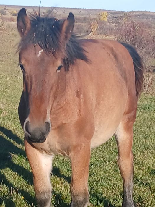 Vând mânză de un an