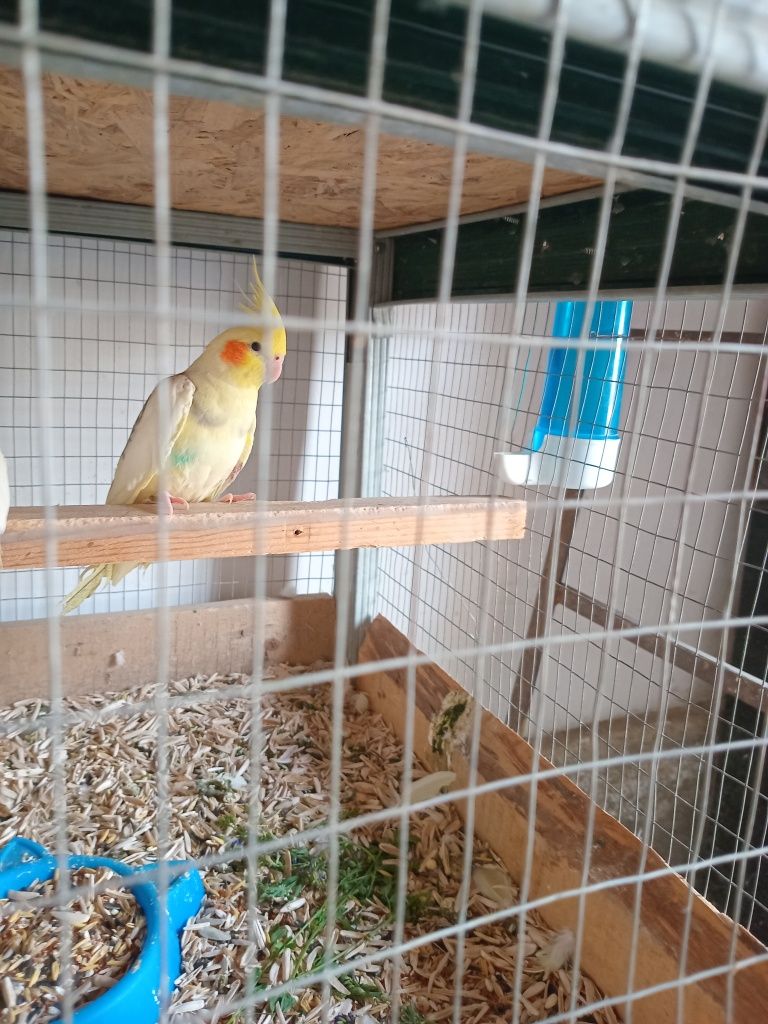 Kletka qush bilan