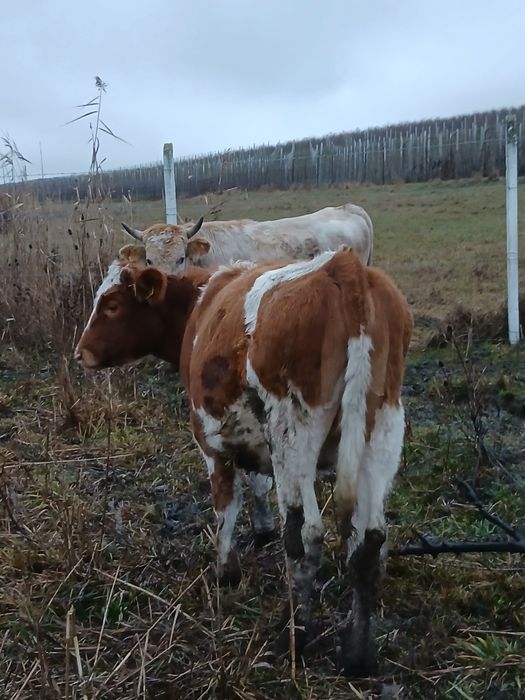 Taur de 1 an jumate și vițea de 10 luni