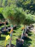 Plante Viguroase pentru Amenajări de Impact