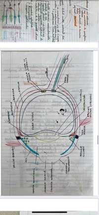 Dosar complet biologie admitere medicina