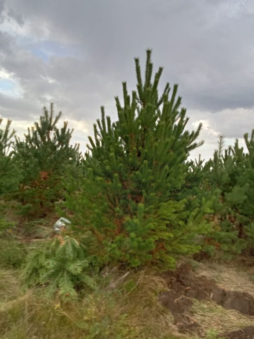 Сосны пушистые красивые