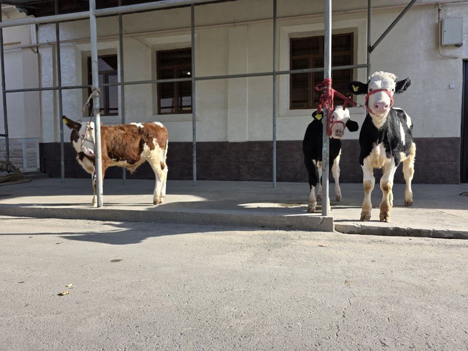 Симентал ва Гибрид буқачалар