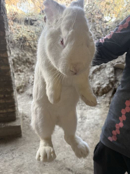 Продаётся кролик-великан