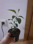 Puiet mandarin, copac mandarin, 23 cm H, varsta 8 luni, Planta exotica