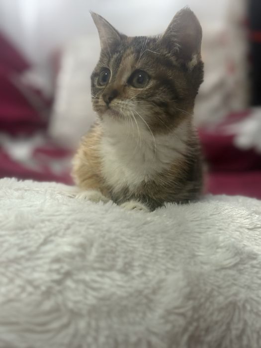 Donez Pui de Pisica , Rasa Europeana , Varsta 2 luni