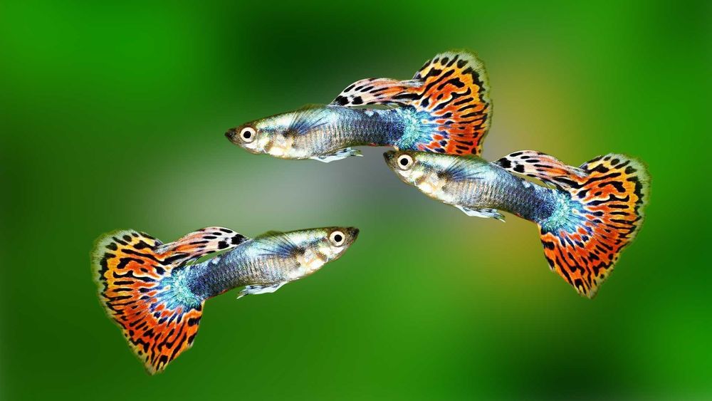 Продам гуппи (самцы и самки)