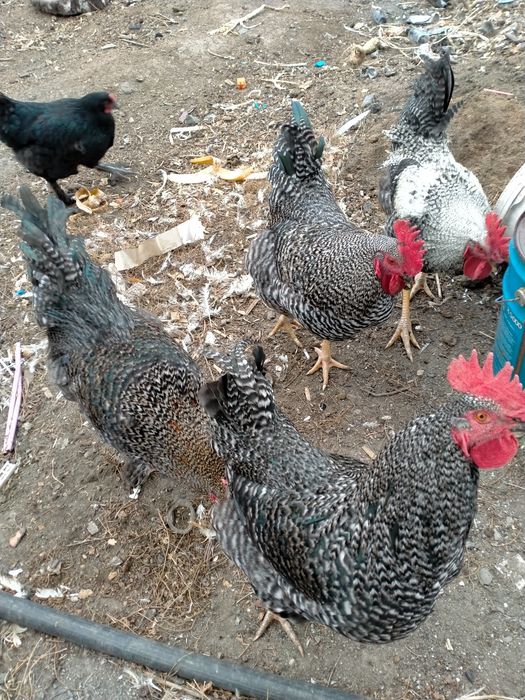 Продам кур живых