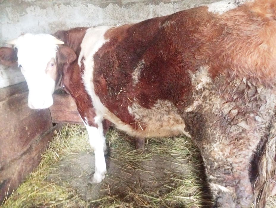 Junică Bălțata Romaneasca