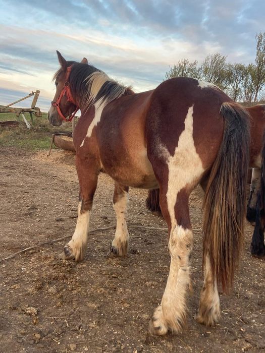 Vand manji pentru tinut sau pentru abator