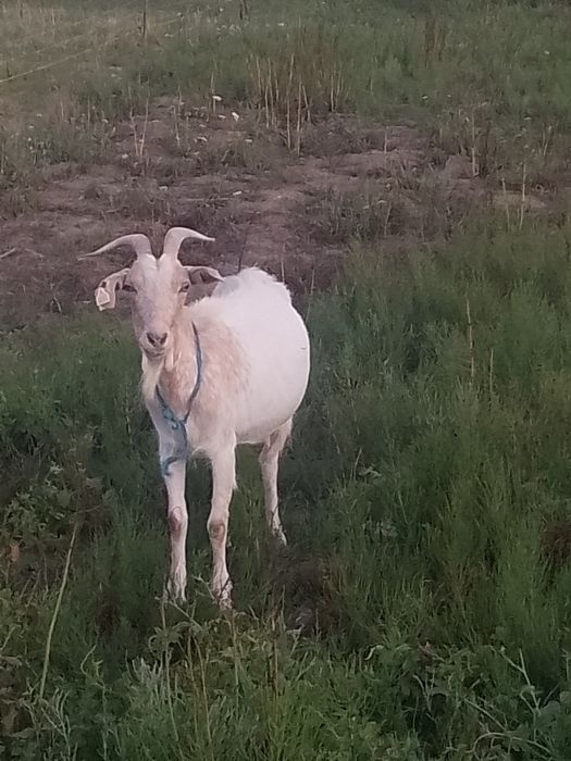 Vând un miel și capre