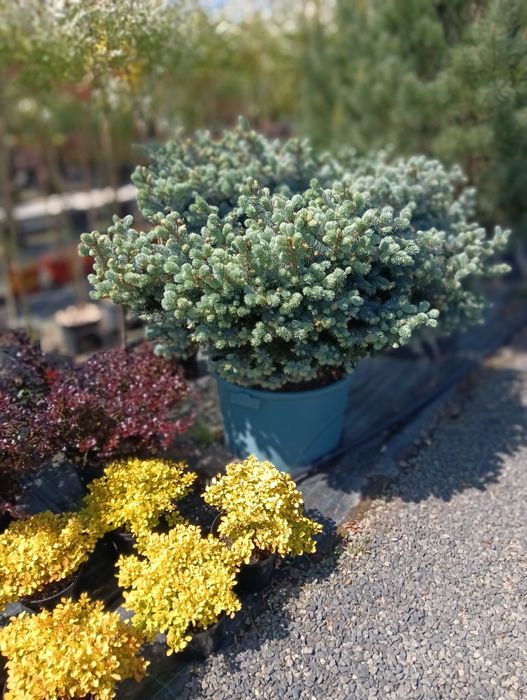 Picea glauca globosa