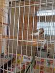 Продавам мъжки канарчета 24 г са излюпени