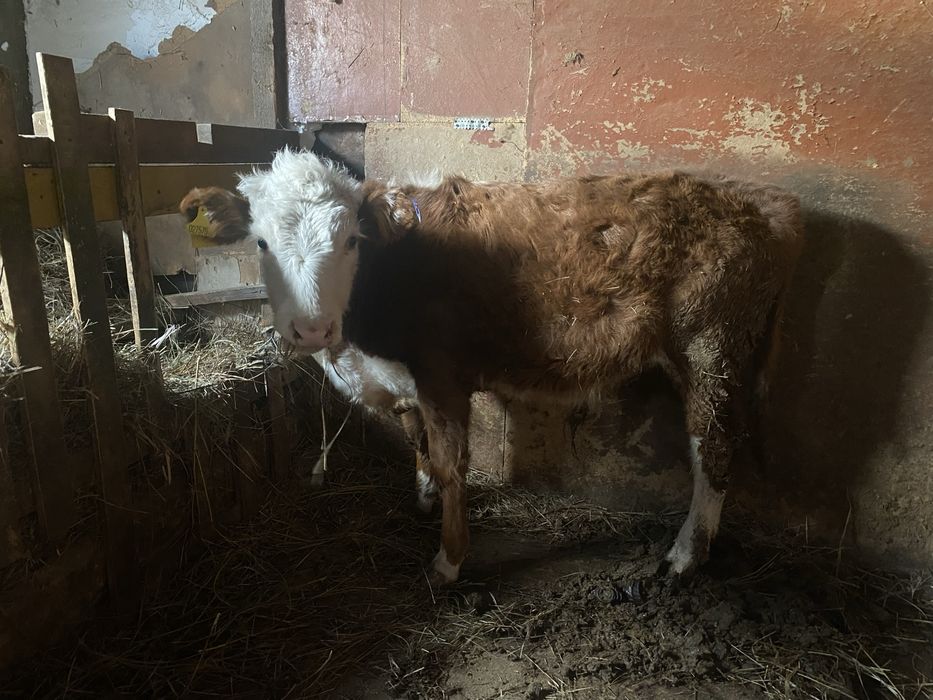 Бычок 7 месячный