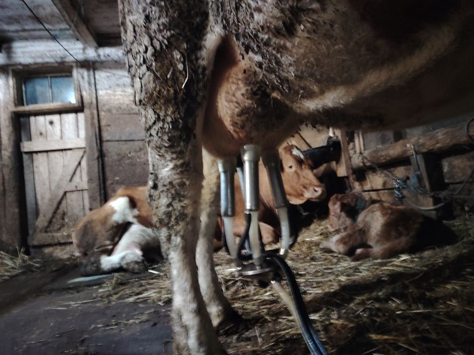 Vacă bălțată cu lapte