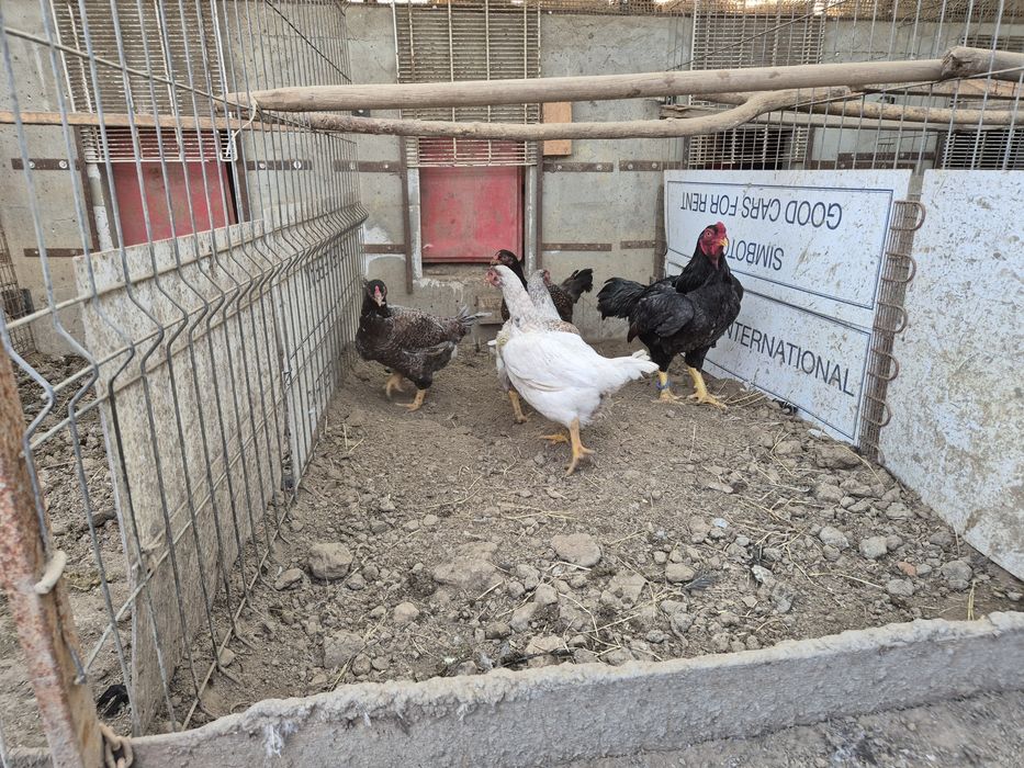 Famili de combatant indian talie mare, de vanzare