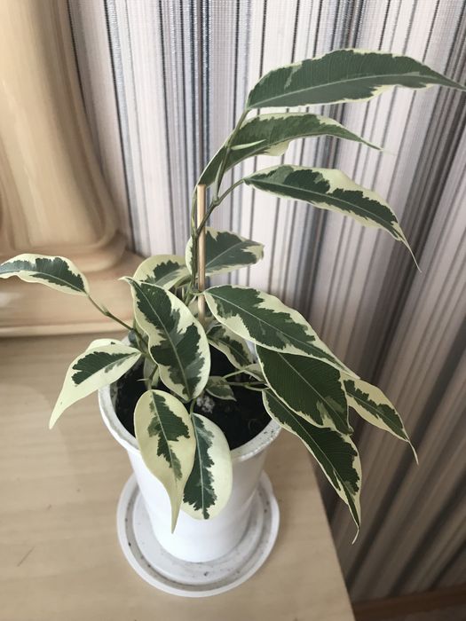 Продаю комнатные растения фикусы