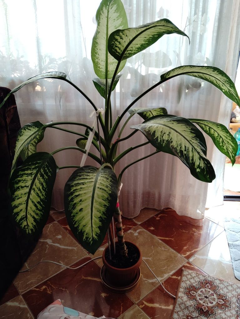 Vând planta decorativa