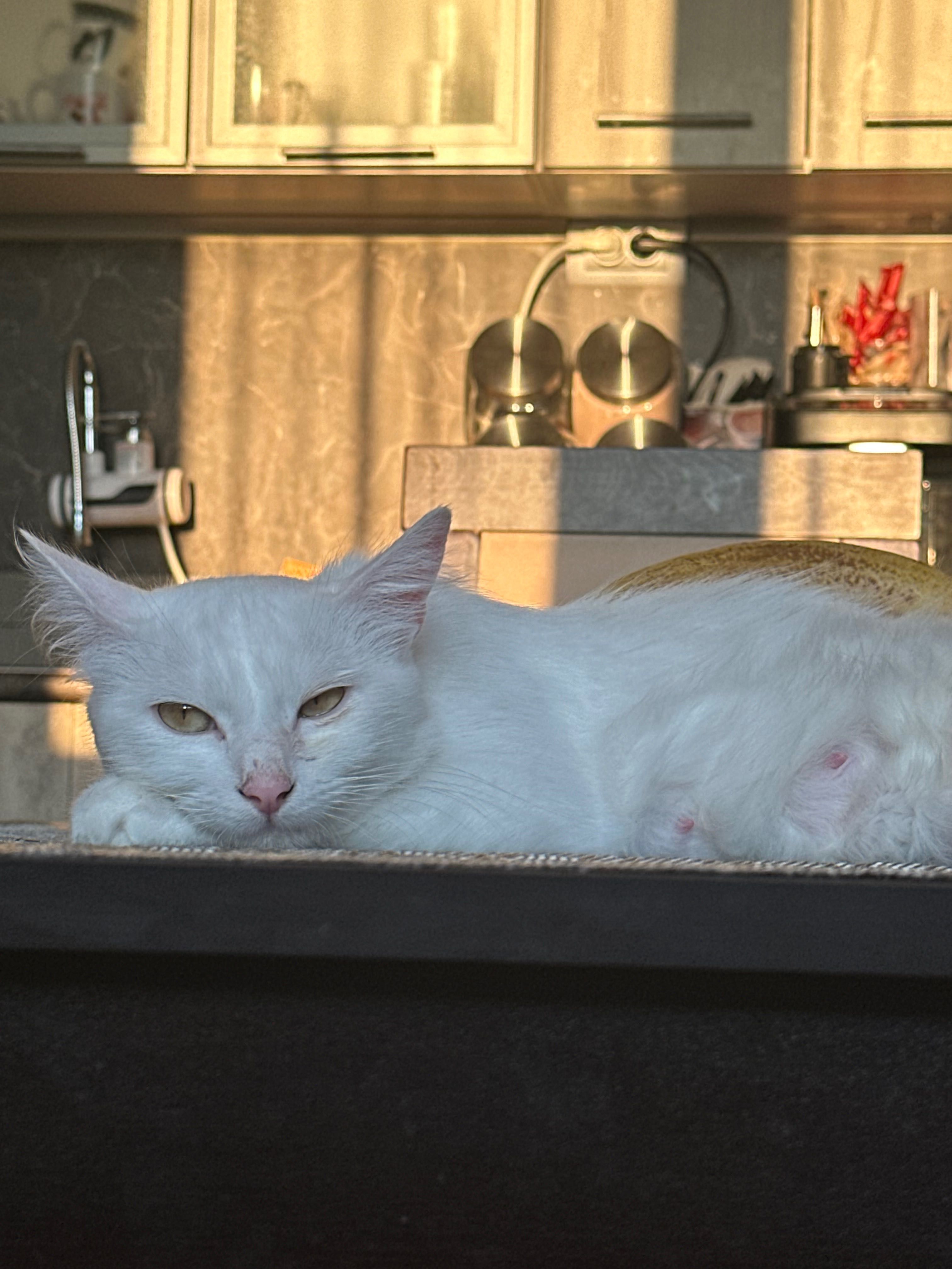Подаряване на котета!