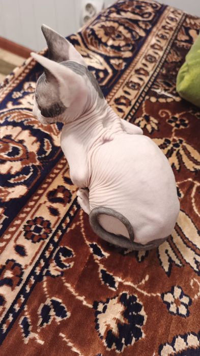 Продам котенка породы сфинкс