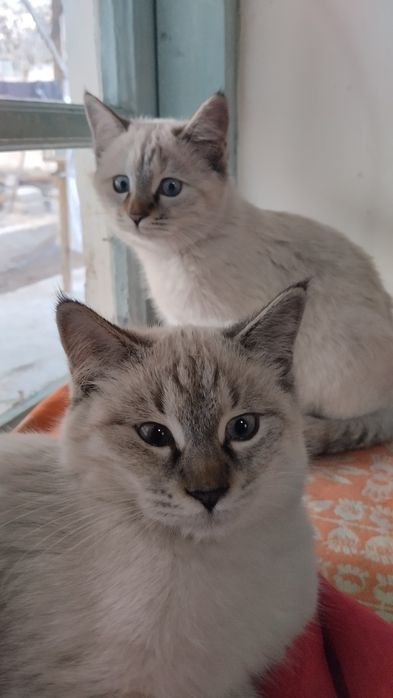 Тайская кошка и кот