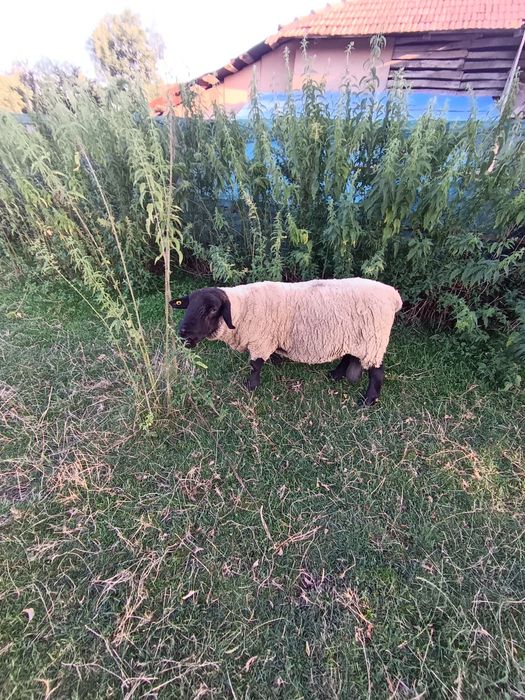 Oi, Berbeci,mielute Suffolk