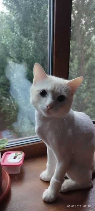 Отдам кота даром