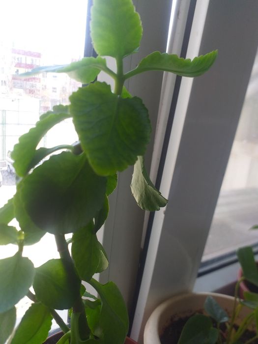 Цветы свежепосаженные