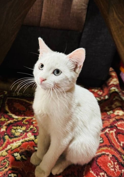 Котята скотиш страйт
