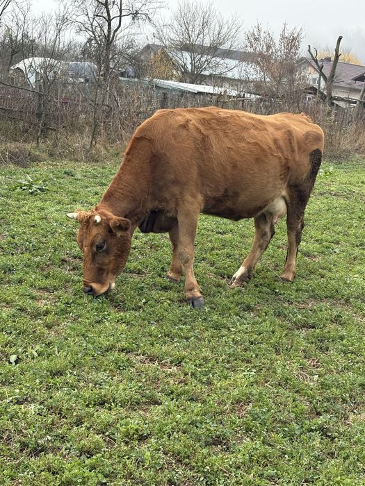 Vacă gestantă de vânzare