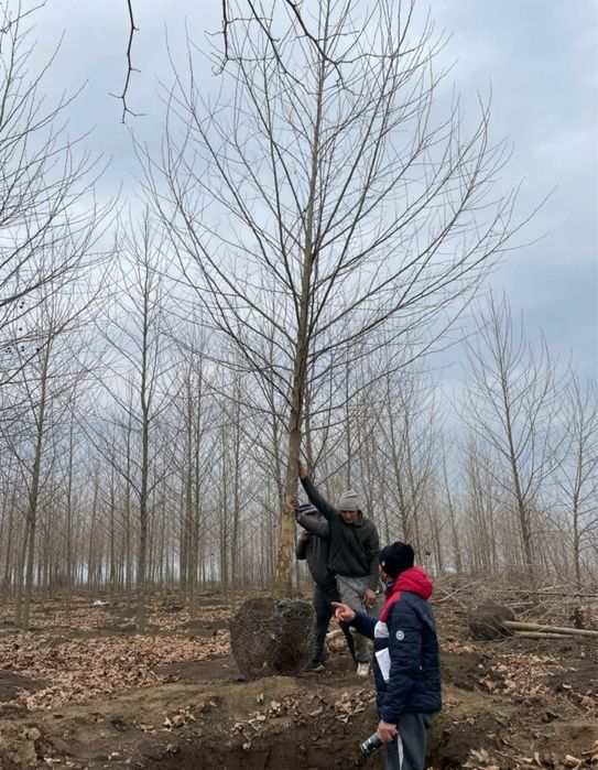 Vindem tei mirositor de floare de mai multe dimensiuni oriunde in tara