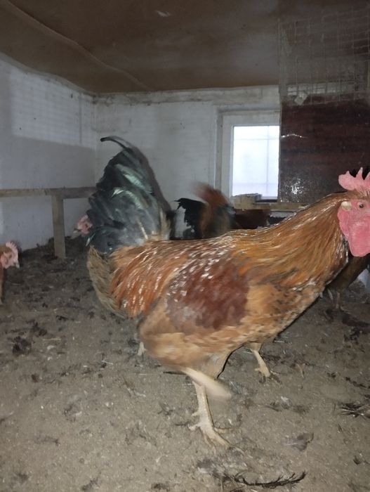 Продам курей семья
