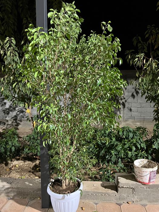 Фикус бенджамина