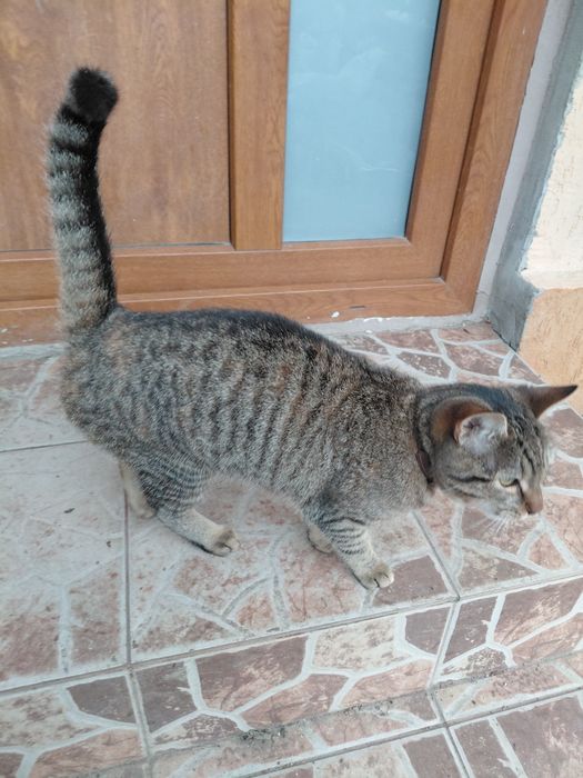 Donez pisica de curte sau casa