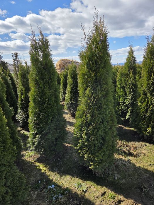 Vand Tuia Mesteacan Tei Brazi etc