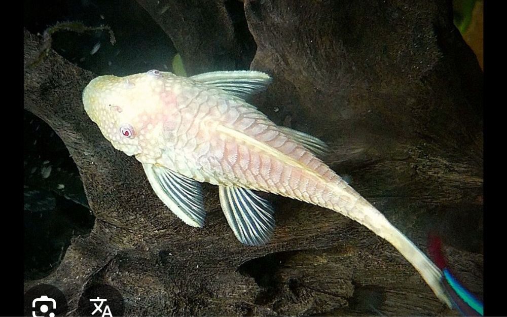 Продаются анцитрусы